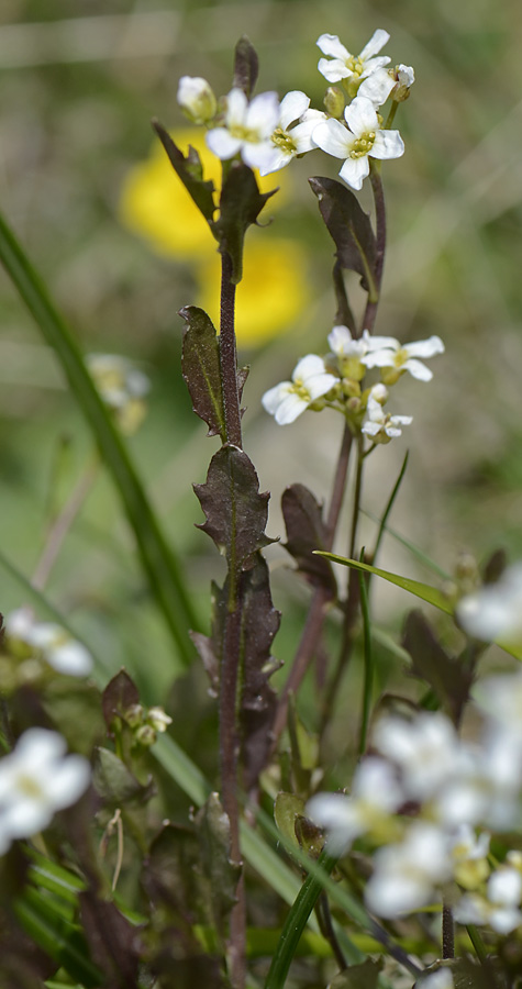 Da identificare - Arabis sp.